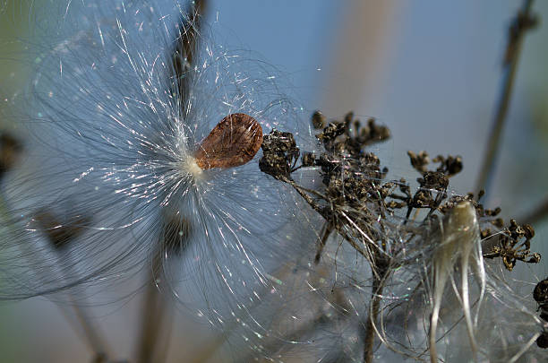 istock Snagged Milkweed Seed Glistening in the Sunlight 525327407