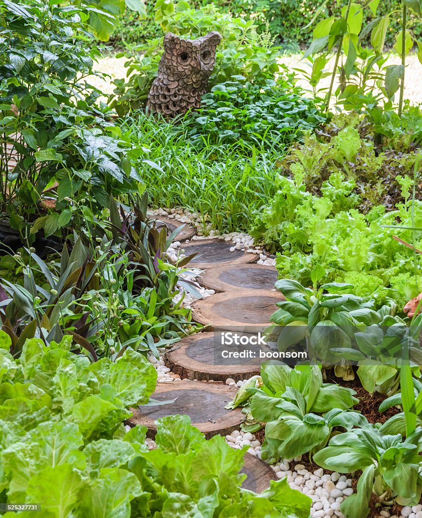 Vegetable garden with assortment vegetables Vegetable garden with wooden walkway Agriculture Stock Photo