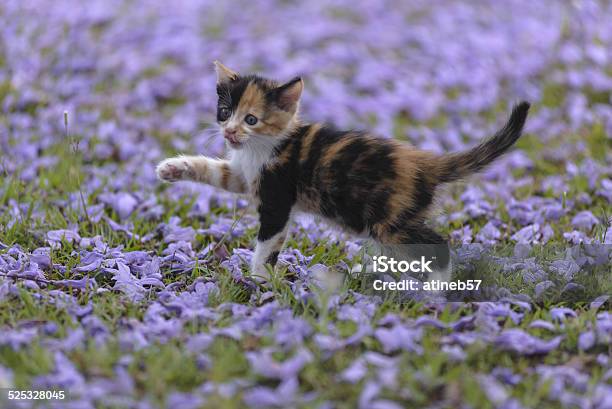 Kitten In Flowers Stock Photo - Download Image Now - Animal, Domestic Cat, Flower