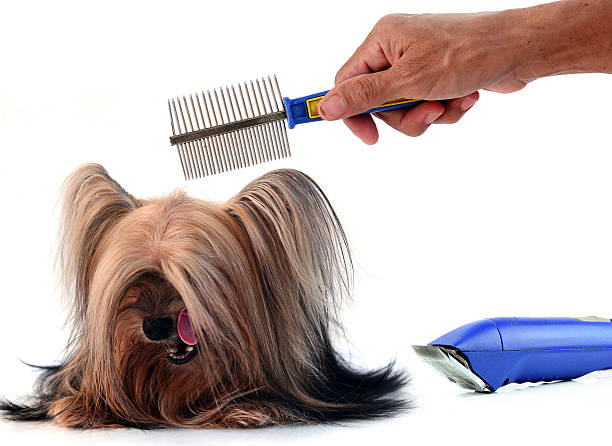 istock care for dog hair. isolated on white background 525328327