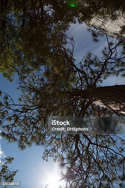 Looking Up At A Dense Sequoia Forest Stock Photo - Download Image Now - Absence, Balance, Boreal Forest