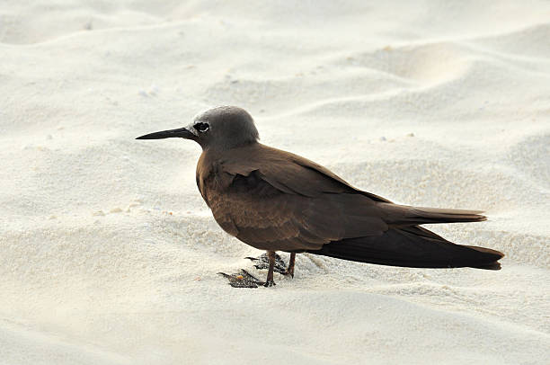 Brown noddy brown noddy on the beach brown noddy stock pictures, royalty-free photos & images