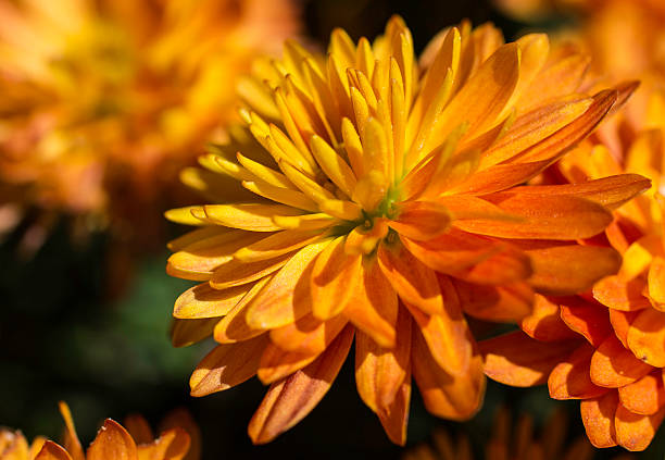 Orange Marigold This is a macro shot of an orange marigold I took at The Dallas Arboretum and Botanical Gardens. I used a 50mm macro lens and a Canon EOS REBEL T3i to take this shot.  arboretum stock pictures, royalty-free photos & images