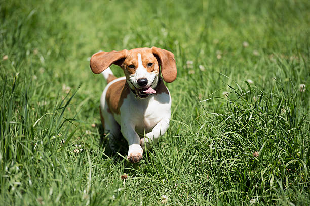 istock dog running in the long grass 525330093