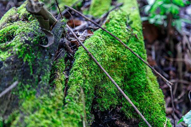 istock green moss from nicaraguan jungle 525330365
