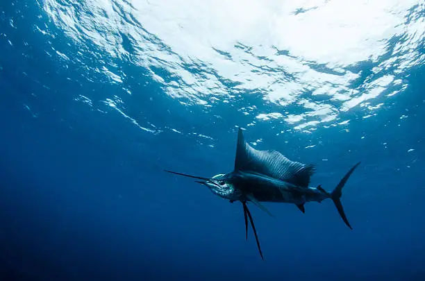 A sailfish fighting the lure underwater