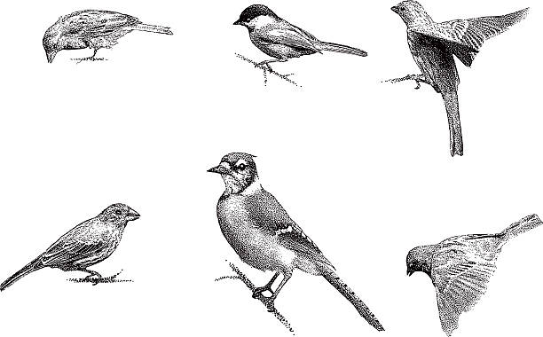 stockillustraties, clipart, cartoons en iconen met birds - sparrows