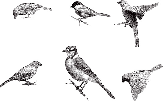Mezzotint illustrations of Blue Jay, Chickadee, Sparrow, Purple Finch. 