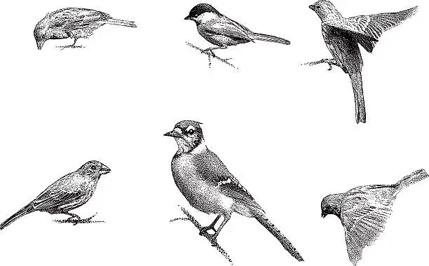 Vector illustration of Birds