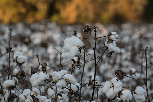 istock Cotton Crop in Field Ready for Harvest 525331985