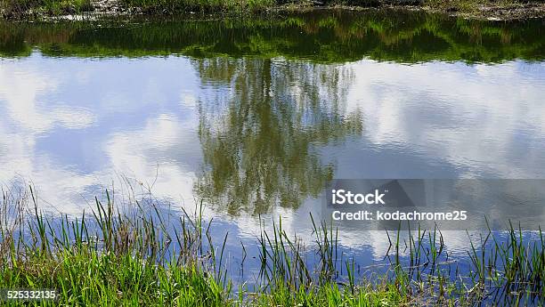 River Avon Stock Photo - Download Image Now - Agricultural Field, Beauty In Nature, Bush