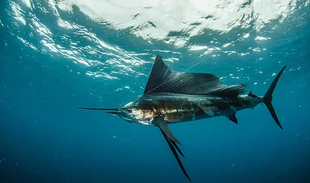 A sailfish fights the lure on a fishing trip in the Seychelles