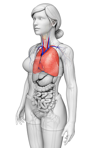Illustration of male lungs anatomy