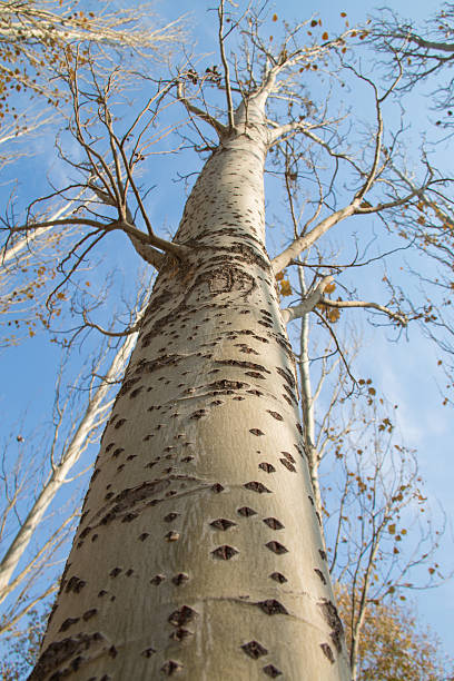 тополь - tree tall poplar tree bark стоковые фото и изображения