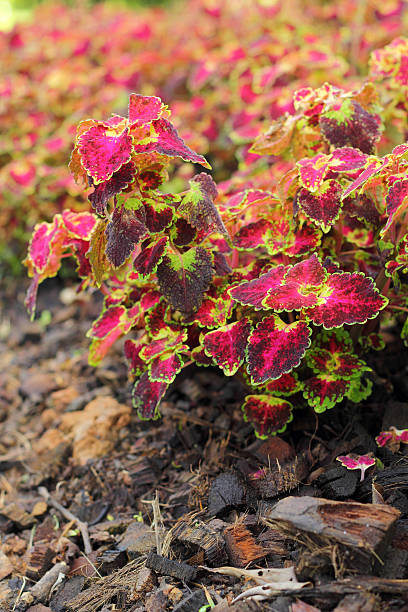 istock Red leaves in the nature 525333339