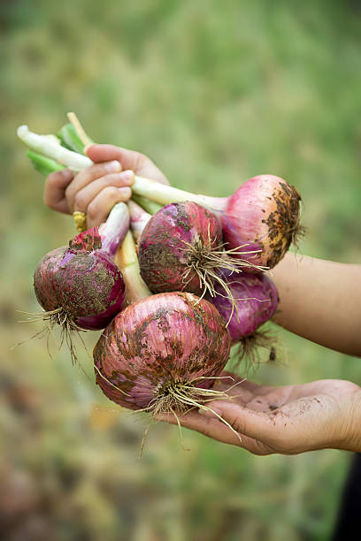 istock Woman Holding Organic Red Onions 525336178