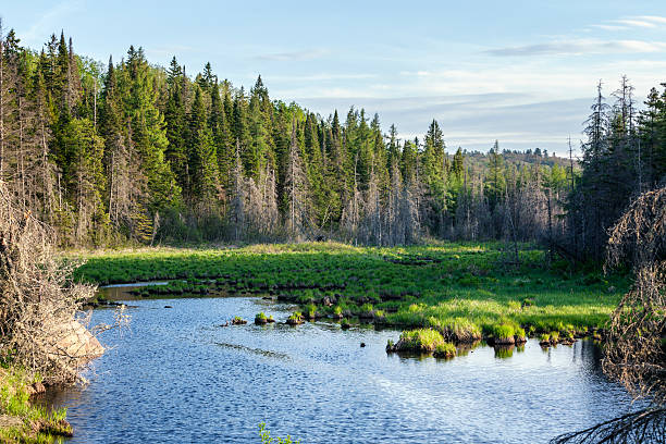 istock Northern New York State Evergreen Wilderness Pond 525336262