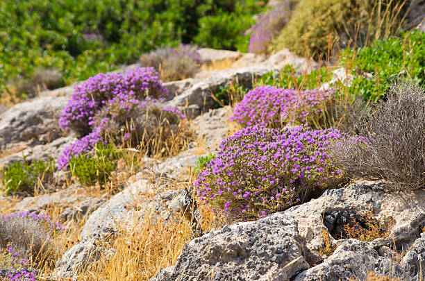 Wild aromatic thyme on greek island