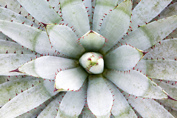 suculentos cactus en un jardín. - cactus blooming southwest usa flower head fotografías e imágenes de stock
