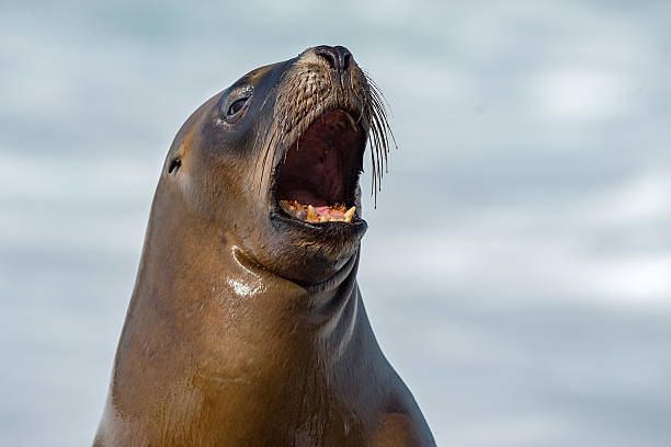 istock female sea lion seal yawning 525337020