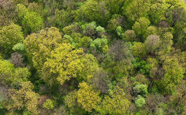 istock aerial view of the springtime forest 525337310