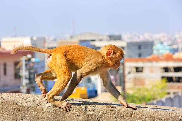 Young Rhesus macaque (Macaca mulatta) running on a wall in Jaipur, India. Jaipur is the capital and the largest city of Indian state of Rajasthan.