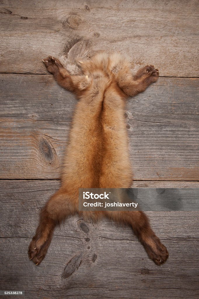 Mink Skin on Wooden Surface Whole American Mink skin, complete with paws and claws, spread out on old wooden planks. Mink Fur Stock Photo