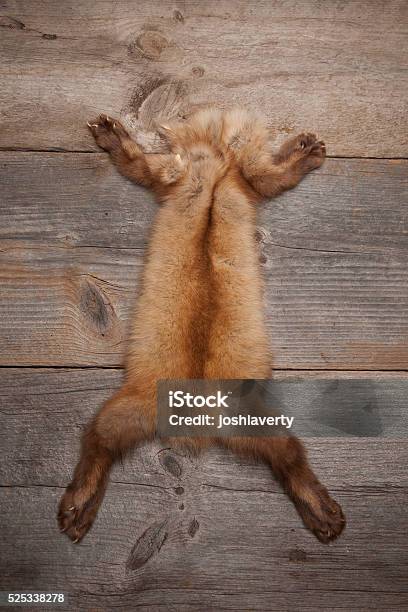 Mink Skin On Wooden Surface Stock Photo - Download Image Now - Mink Fur, American Mink, Animal Body Part