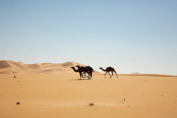Morocco Merzouga Erg Chebbi tourist riding camels, shadows and moon rising.