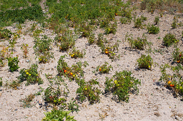 Famous tomatoes plantation on Santorini island, Greece