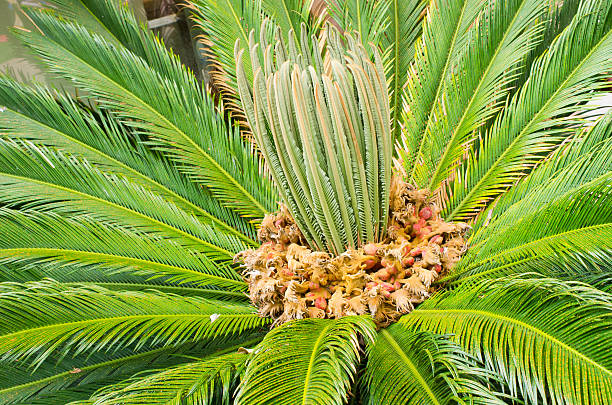 istock Peak of the palm 525338534