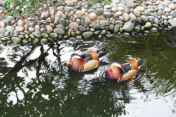 Japanese Ducks stock photo