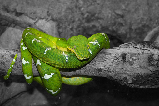 Snake - green Python on a branch