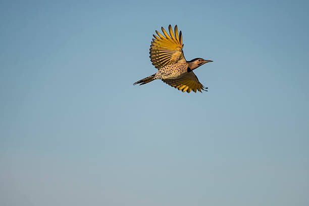 Northern Flicker Yellow-shafted Northern Flicker spreads its wings flicker bird stock pictures, royalty-free photos & images