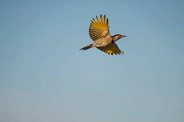 Yellow-shafted Northern Flicker spreads its wings