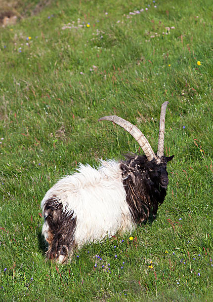 istock Icelandic Sheep in Meadow 525339383