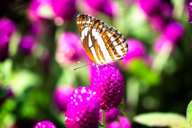 istock Monarch butterfly on flower 525339505