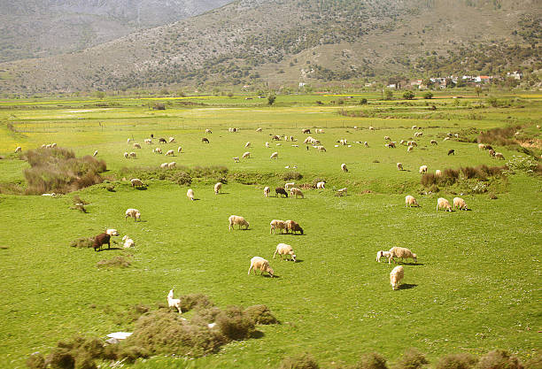 istock Large flock of sheep in the mountains 525339855