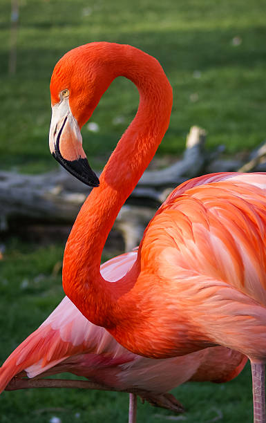 istock Bright pink flamingo on the green background 525340327