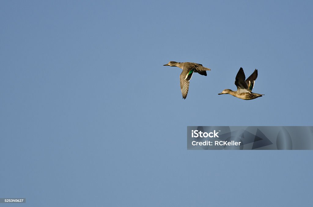 Two Green-Winged Teals Flying in a Blue Sky Animal Stock Photo