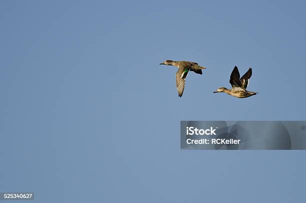 Two Greenwinged Teals Flying In A Blue Sky Stock Photo - Download Image Now - Animal, Animal Body Part, Animal Wildlife