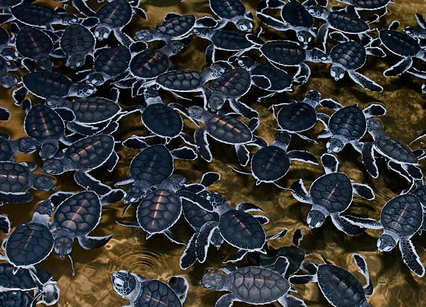 istock Group of little hatched  sea turttles 525340679