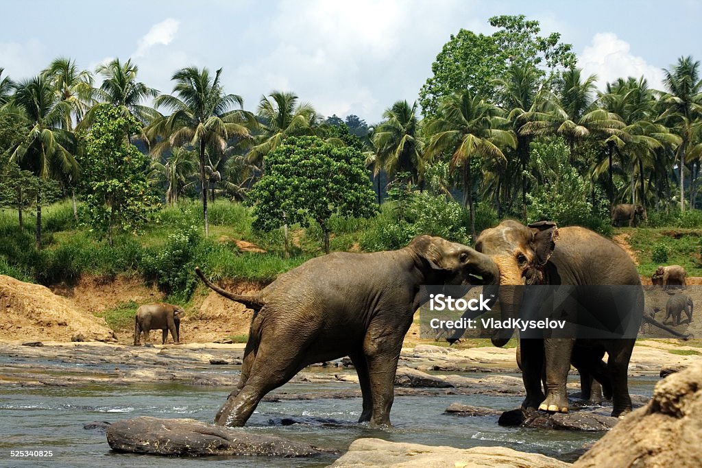 Two big wild indian elephants in tropic river Two big wild indian elephants fighting in the tropic river in jungle, Sri Lanka Animal Stock Photo