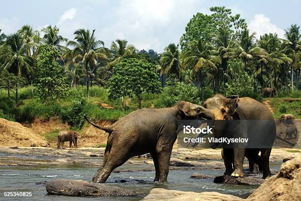 Two Big Wild Indian Elephants In Tropic River Stock Photo - Download Image Now - Animal, Animal Teeth, Animal Trunk