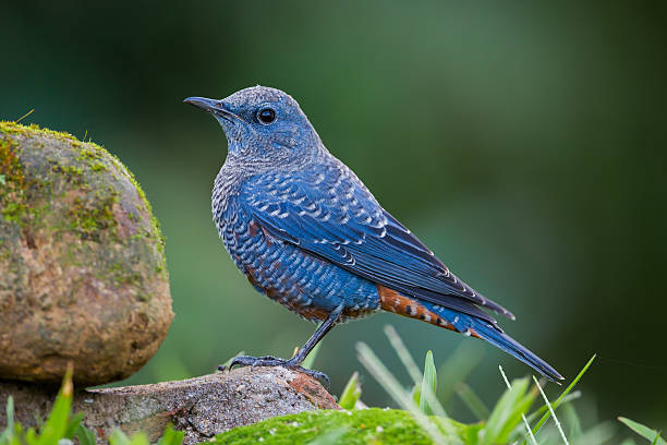 Left side portrait of Blue rock thrush(Monticola solitarius) in nature at Khaoyai National Park , Thailand