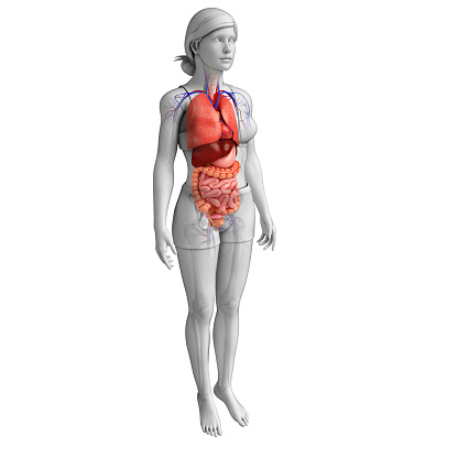 Illustration of female digestive system