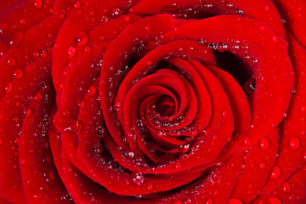 czerwona róża z krople wody - rose bouquet flower single flower zdjęcia i obrazy z banku zdjęć