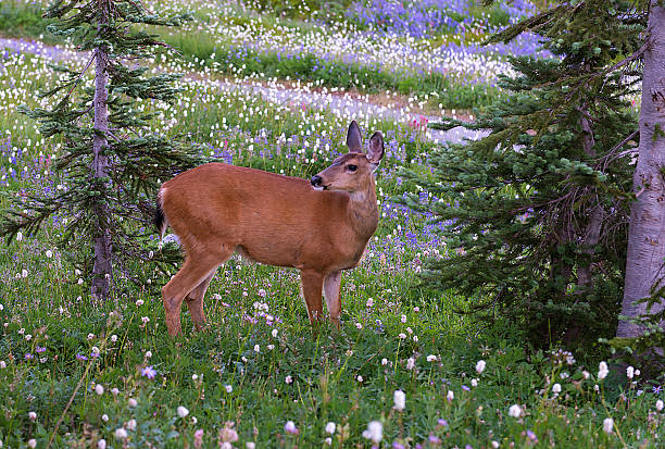 Deer in teh Mountains There are many deer in Mt Rainier National Park. mt rainier national park stock pictures, royalty-free photos & images