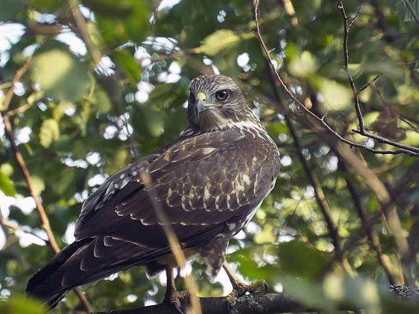 istock falcon bird of prey in the trees 525342554