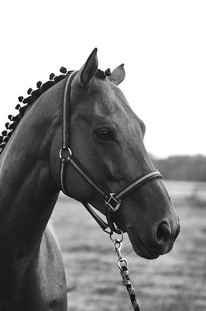 istock Black and white horse portrait 525342574